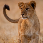 Tiere, Planzen und Landschaften