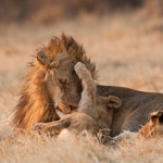 Tiere, Planzen und Landschaften