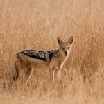 Tiere, Planzen und Landschaften