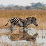 Tiere, Planzen und Landschaften