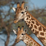 Tiere, Planzen und Landschaften