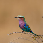 Tiere, Planzen und Landschaften