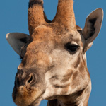 Tiere, Planzen und Landschaften