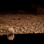 Tiere, Planzen und Landschaften