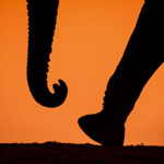 Tiere, Planzen und Landschaften