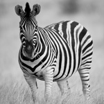 Tiere, Planzen und Landschaften