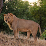 Tiere, Planzen und Landschaften