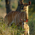 Tiere, Planzen und Landschaften