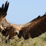 Tiere, Planzen und Landschaften