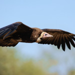Tiere, Planzen und Landschaften