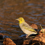 Tiere, Planzen und Landschaften
