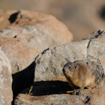 Tiere, Planzen und Landschaften
