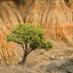 Tiere, Planzen und Landschaften