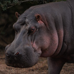 Tiere, Planzen und Landschaften