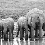 Tiere, Planzen und Landschaften