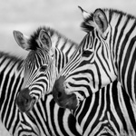 Tiere, Planzen und Landschaften