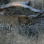 Tiere, Planzen und Landschaften