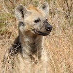 Tiere, Planzen und Landschaften