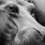 Tiere, Planzen und Landschaften