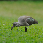 Tiere, Planzen und Landschaften