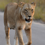 Tiere, Planzen und Landschaften