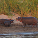 Tiere, Planzen und Landschaften