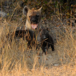 Tiere, Planzen und Landschaften