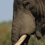 Tiere, Planzen und Landschaften