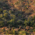 Tiere, Planzen und Landschaften
