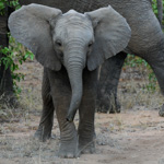 Tiere, Planzen und Landschaften