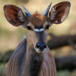 Tiere, Planzen und Landschaften