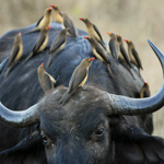 Tiere, Planzen und Landschaften