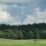 Tiere, Planzen und Landschaften