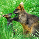 Tiere, Planzen und Landschaften