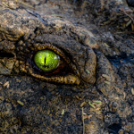 Tiere, Planzen und Landschaften