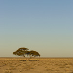 Tiere, Planzen und Landschaften